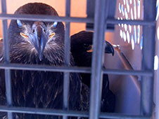 Eagle-has-landed-in-Maitland