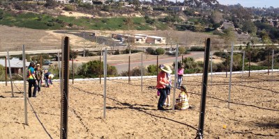 Leichtag Foundation Leichtag Foundation starts a vineyard - All
