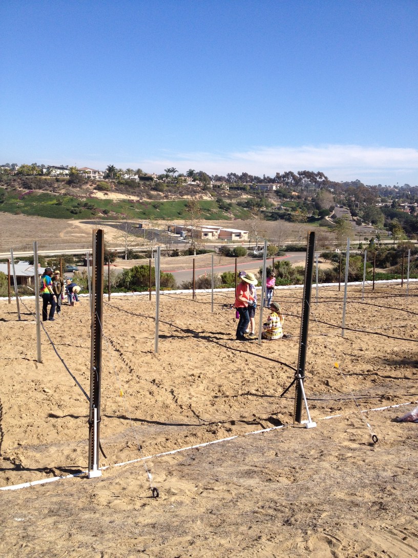 Leichtag Foundation Leichtag Foundation starts a vineyard - All